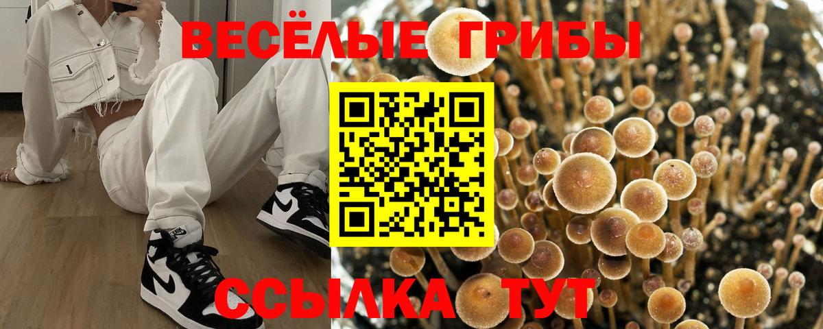 Галлюциногенные грибы Psilocybine cubensis  Вход с VPN  Псилоцибиновые грибы прущие грибы  Нововоронеж 